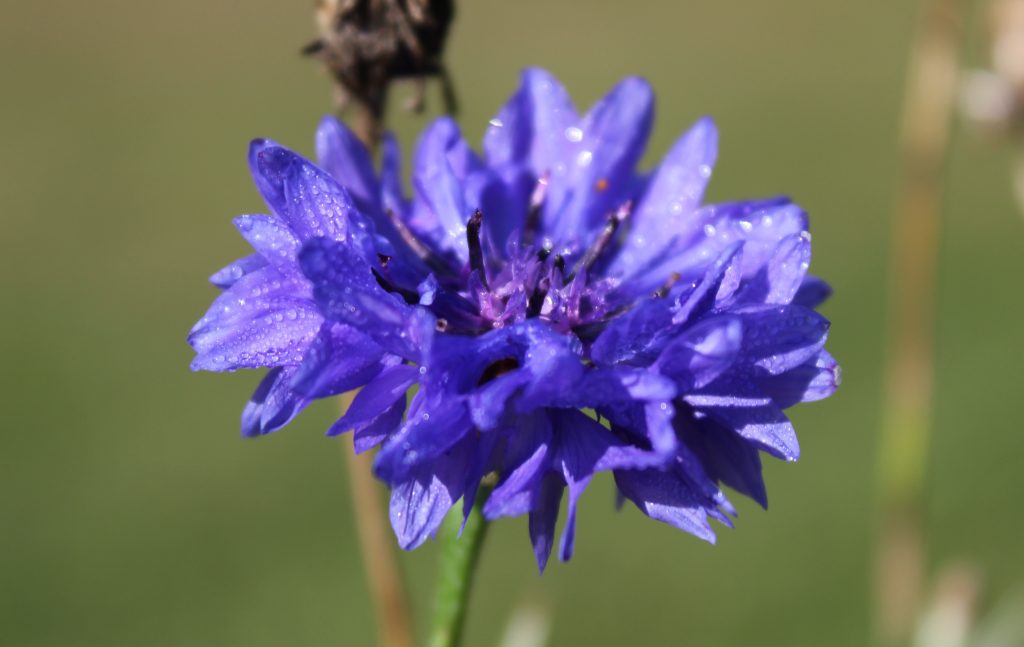 Cornflower